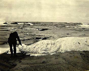 Globster - Beach Blob or Mass | mythicalcreatures.info